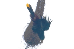 Psarocolius decumanus