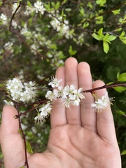 Prunus umbellata