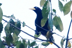 Psarocolius decumanus