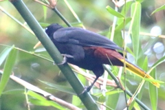 Psarocolius decumanus