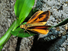 Zariaspes mythecus