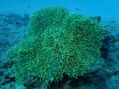 Heteractis magnifica