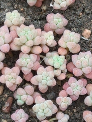 Sedum nuttallii