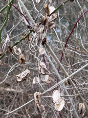 Dioscorea villosa