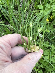 Allium canadense