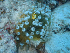 Entacmaea quadricolor