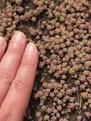 Sedum nuttallii