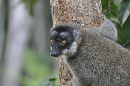 Common Brown Lemur