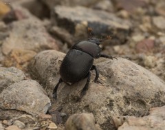 Geotrupes blackburnii