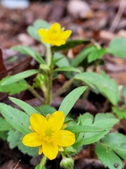 Ranunculus fascicularis