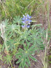 Lupinus cosentinii