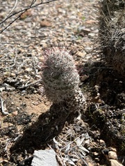 Mammillaria grahamii