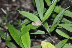 Brookesia superciliaris