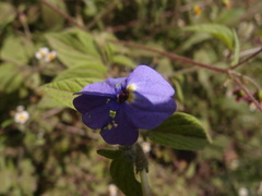 Browallia americana