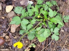 Ranunculus fascicularis
