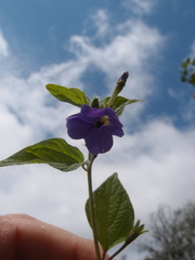 Browallia americana