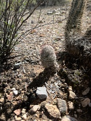 Mammillaria grahamii