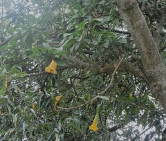 Brugmansia sanguinea