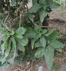 Brugmansia sanguinea