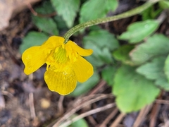 Ranunculus fascicularis