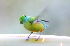 Chlorophonia cyanea