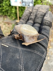 Euglandina rosea