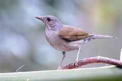 Turdus leucomelas