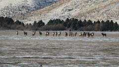Cervus canadensis canadensis