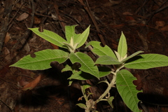 Astrotricha floccosa