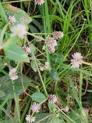 Persicaria capitata