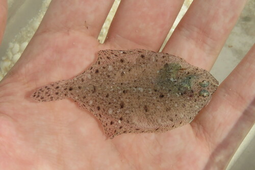 Spotted whiff (Citharichthys macrops) — Paralichthyidae