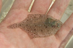 Citharichthys macrops