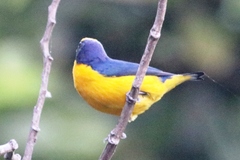 Euphonia laniirostris