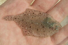 Citharichthys macrops