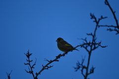 Chloris chloris