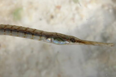 Syngnathus louisianae