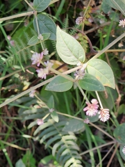 Persicaria capitata