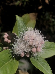 Ageratina glabrata