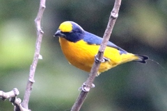 Euphonia laniirostris