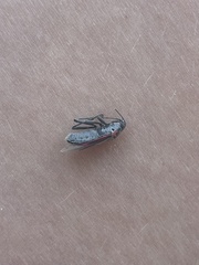 Anochrostomus formosus