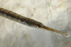 Syngnathus louisianae