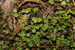 Gonocarpus micranthus