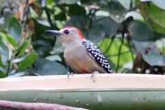 Melanerpes rubricapillus