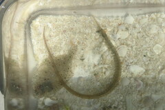 Syngnathus louisianae