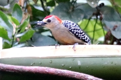 Melanerpes rubricapillus