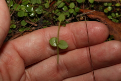 Gonocarpus micranthus