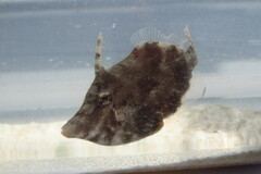 Monacanthus ciliatus