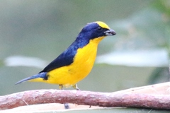 Euphonia laniirostris