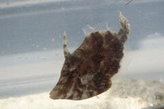 Monacanthus ciliatus