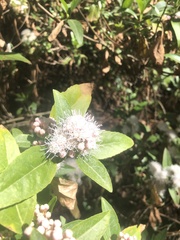 Ageratina glabrata